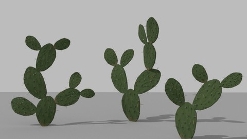 Nopal (Desert Plant)