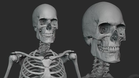 Male skeleton sculpt