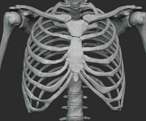 ArtStation - Male skeleton sculpt | Resources