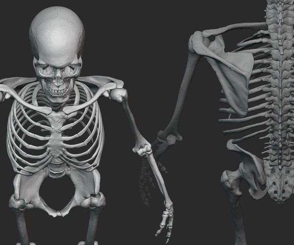 ArtStation - Male skeleton sculpt | Resources