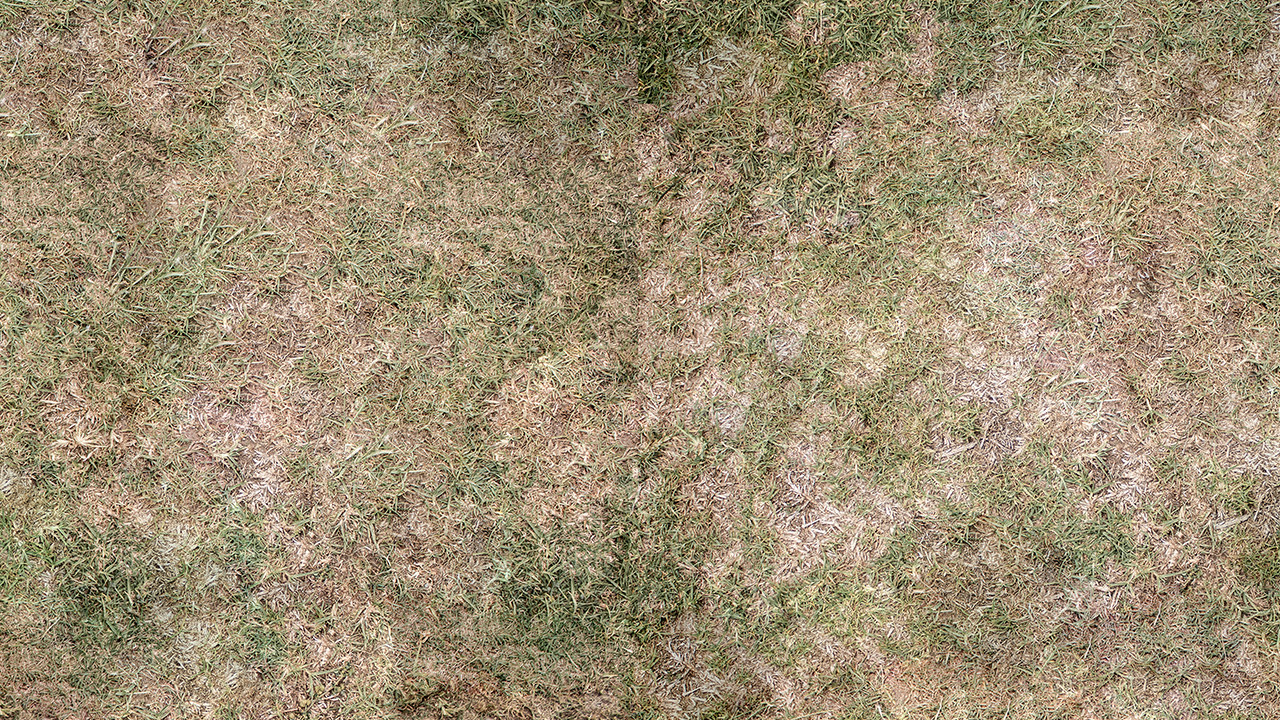 grass texture seamless 4k