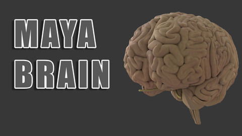 Maya Brain