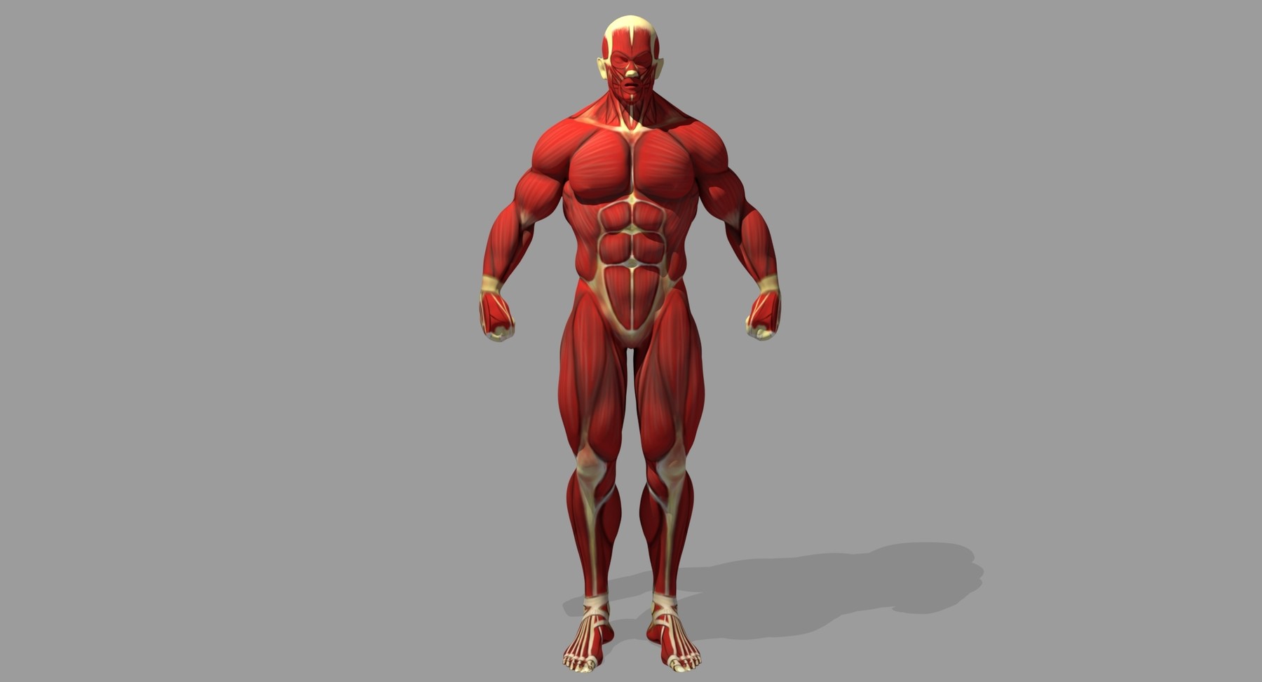 ArtStation - Muscle Reference | Resources