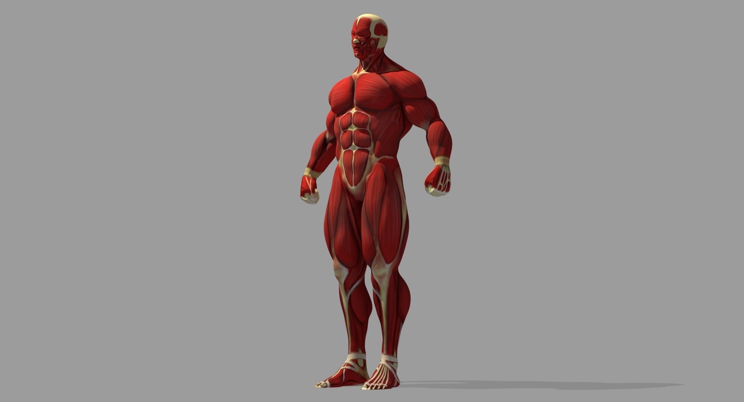 ArtStation - Muscle Reference | Resources