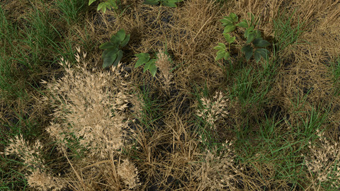 Dry Bent Grass Meadow Patch