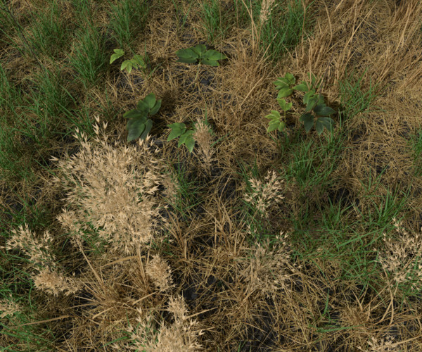 ArtStation Dry Bent Grass Meadow Patch Resources