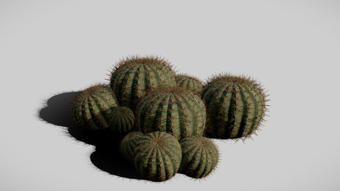 Biznaga (Cactus)