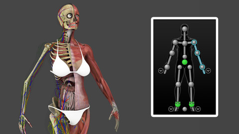 Motion Capture Female Anatomy