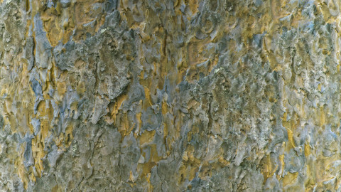 PBR Tree Bark 10 - 8K Seamless Texture (5 variations)