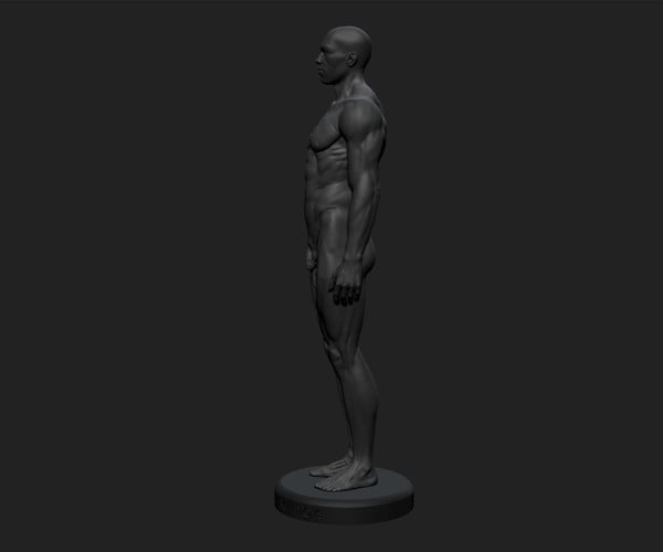 Artstation Ecorché Anatomy Male Reference Model 3d Print Ready With Keys Resources 5494