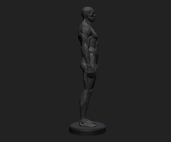 ArtStation Ecorché anatomy male reference model 3d print ready