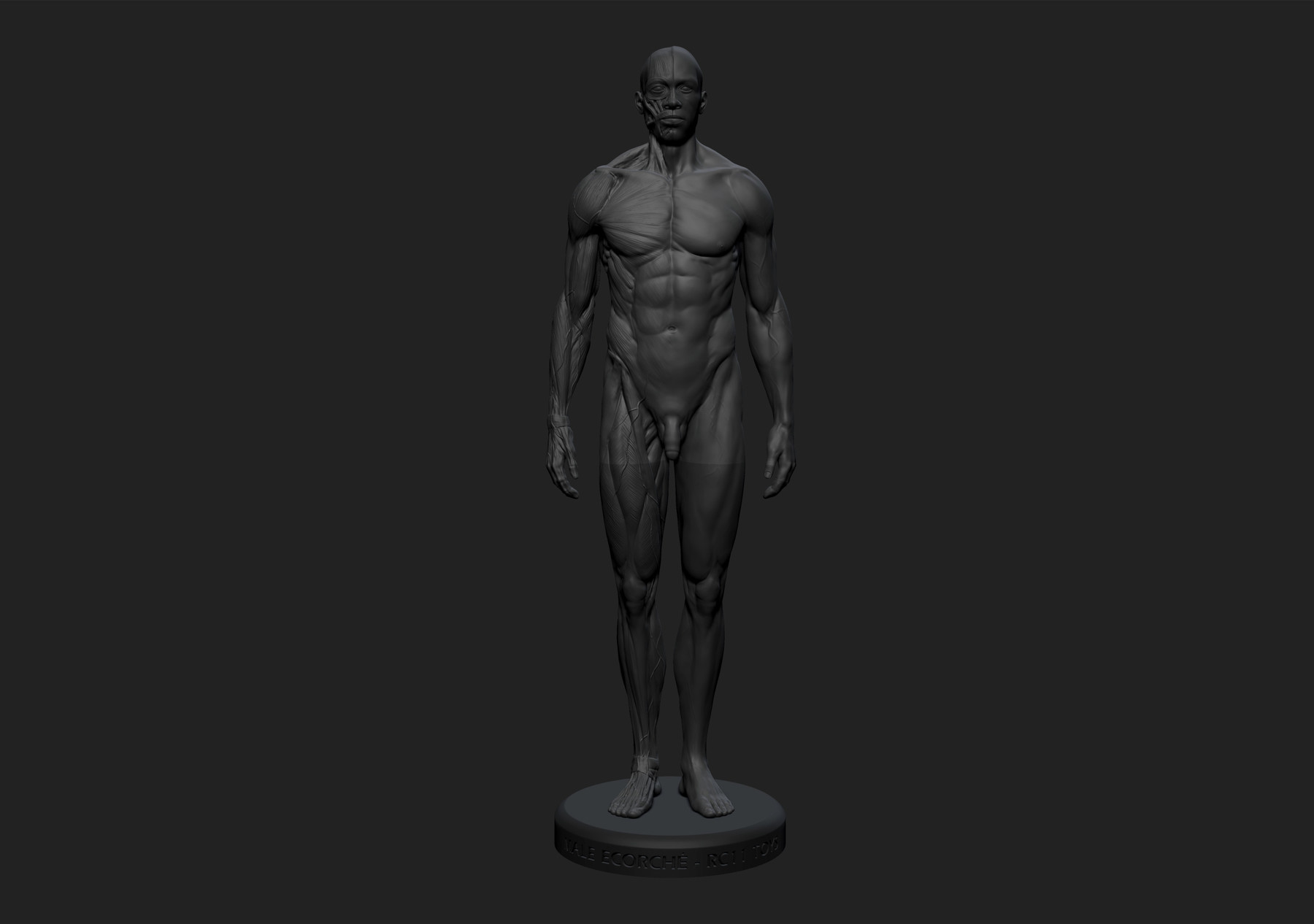 ArtStation Ecorché anatomy male reference model 3d print ready