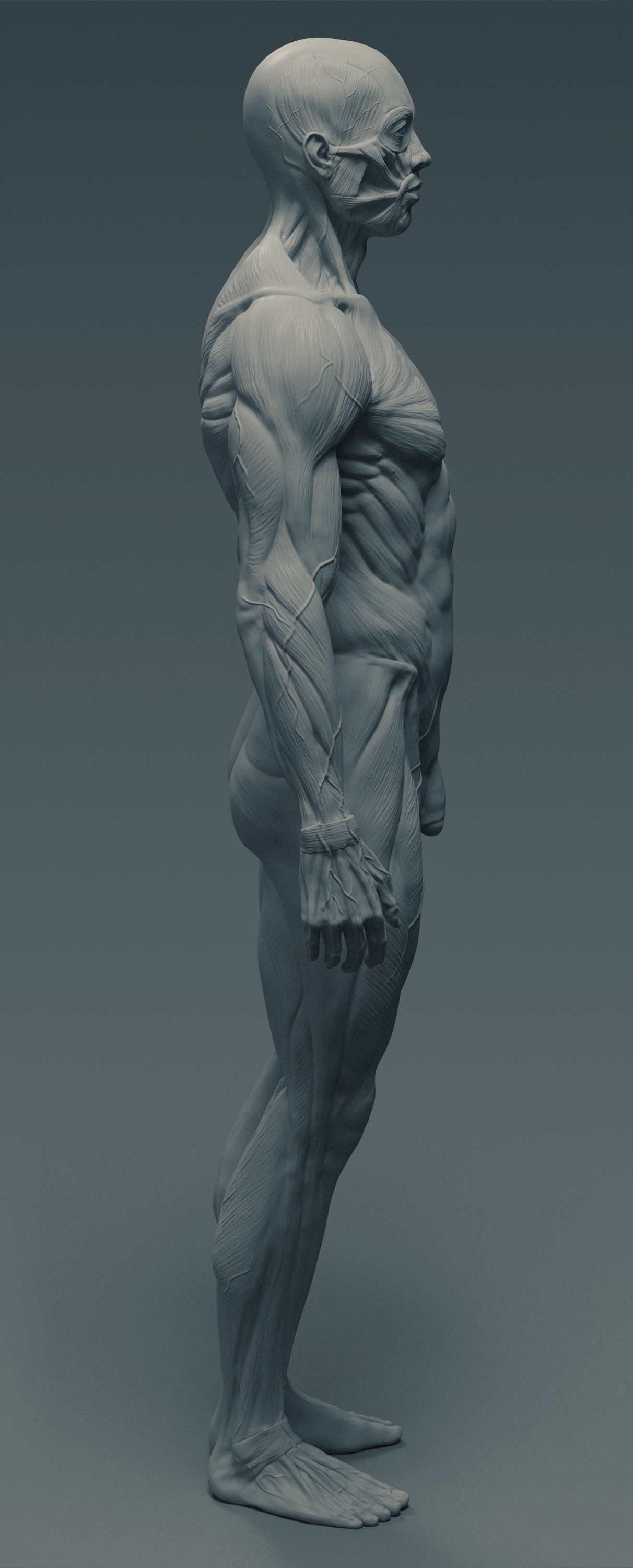 ecorche anatomy model