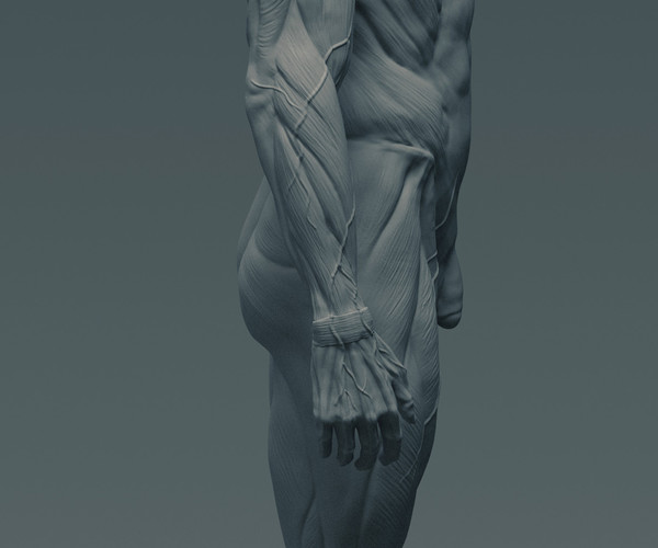 ArtStation Ecorché anatomy male reference model 3d print ready