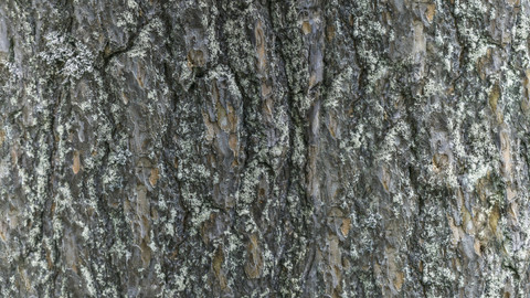 PBR Tree Bark 15 - 8K Seamless Texture (5 variations)