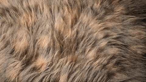 Fur (Ornatrix+Redshift) 3dsmax+Maya scenes