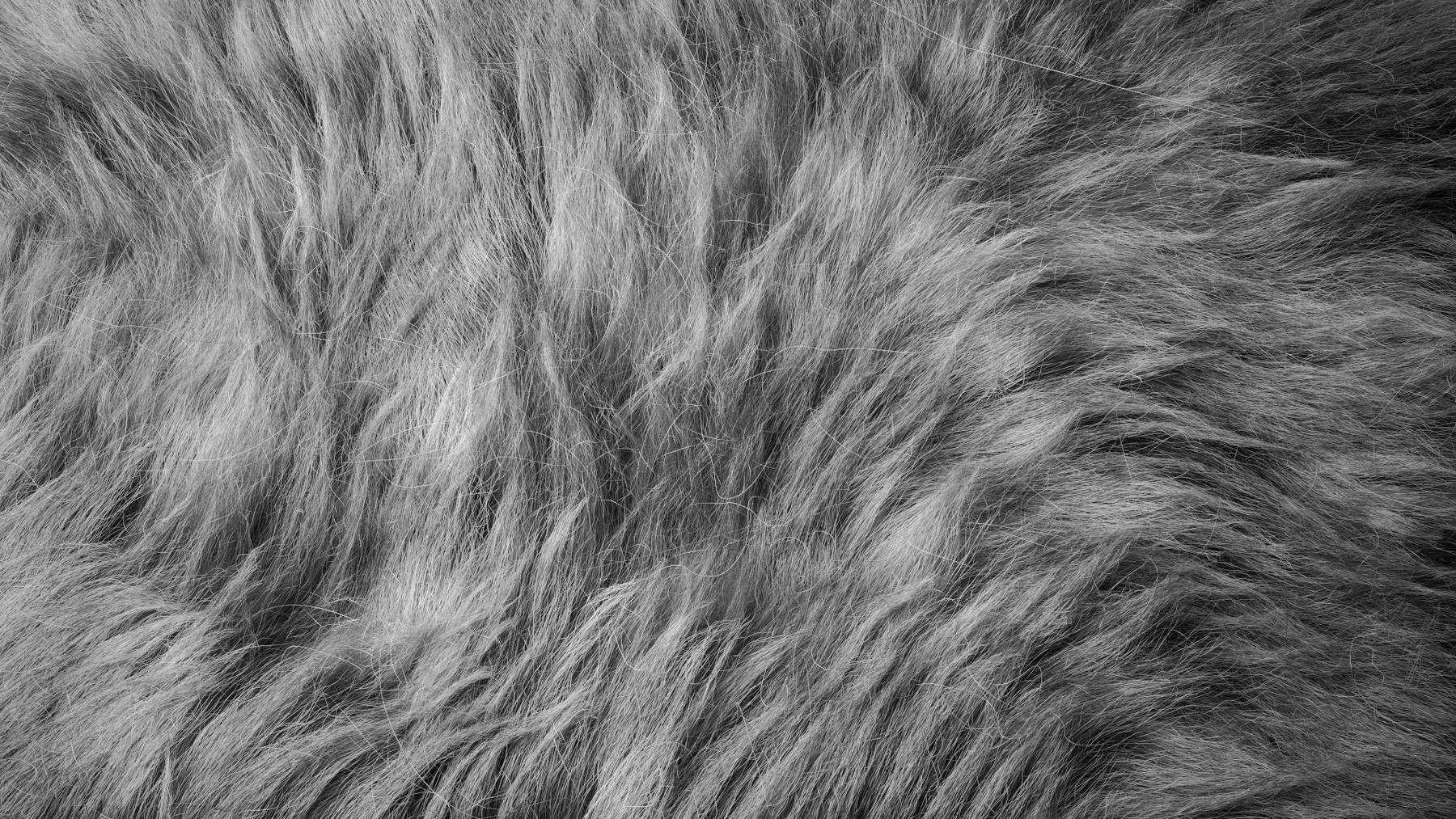 Close up of grey, realistic fur