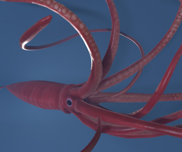 ArtStation - Game Ready Rigged Giant Squid | Resources