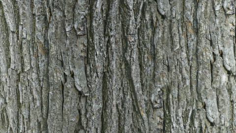 PBR Tree Bark 18 - 8K Seamless Texture (5 variations)