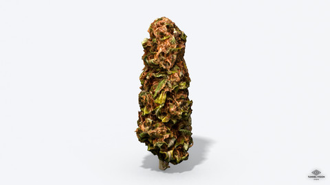Marijuana Bud - Photoscanned PBR