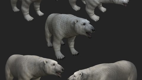 Polar Bear - high quality lowpoly game ready