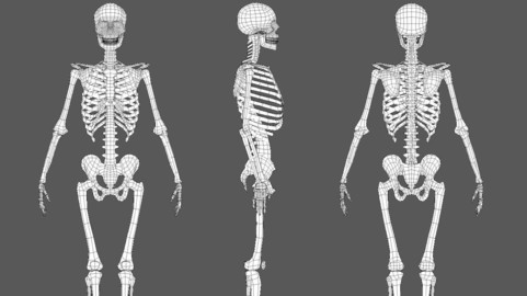 Low poly Skeleton