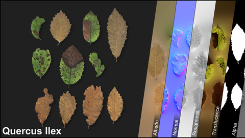 Photometric Scan Vegetation - Quercus Ilex - Leaves Dry 1