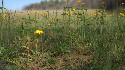 Plant Pack Meadow