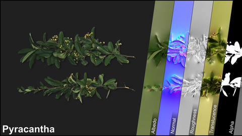 Photometric Scan Vegetation - Pyracantha - Branches 1