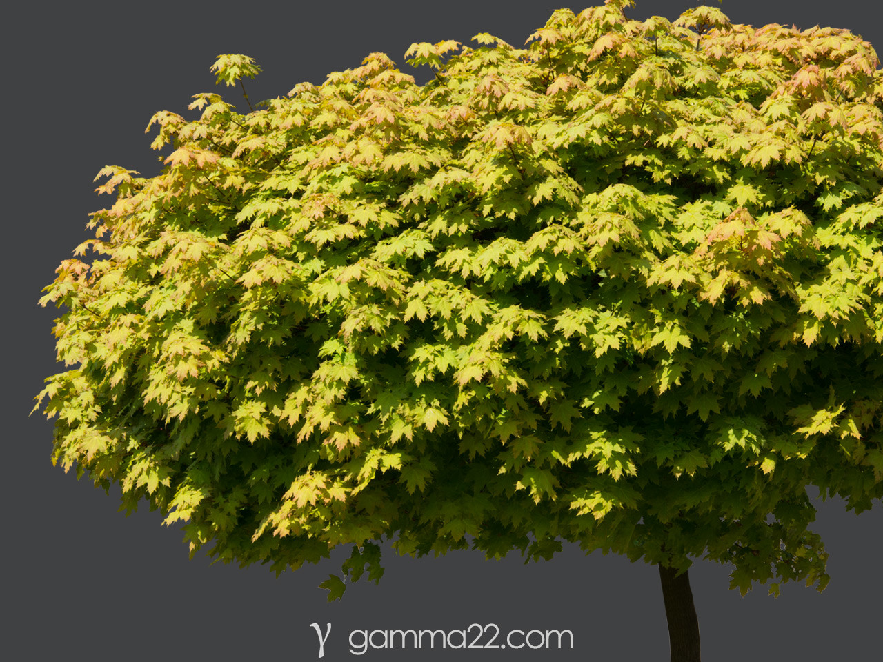 ArtStation - 15 TREE & BUSH CUTOUTS in PNG format | Resources