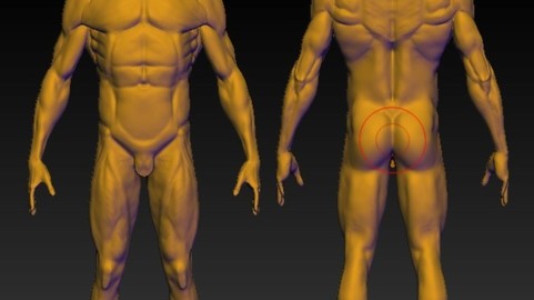 base mesh male