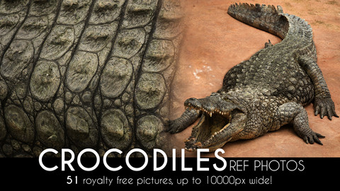 Crocodile High Res Photos for reference, bashing and texturing (up to 10000px wide full crocs!)