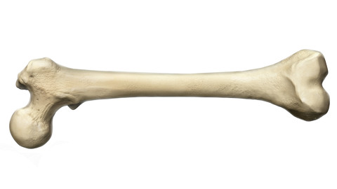 3D Femur