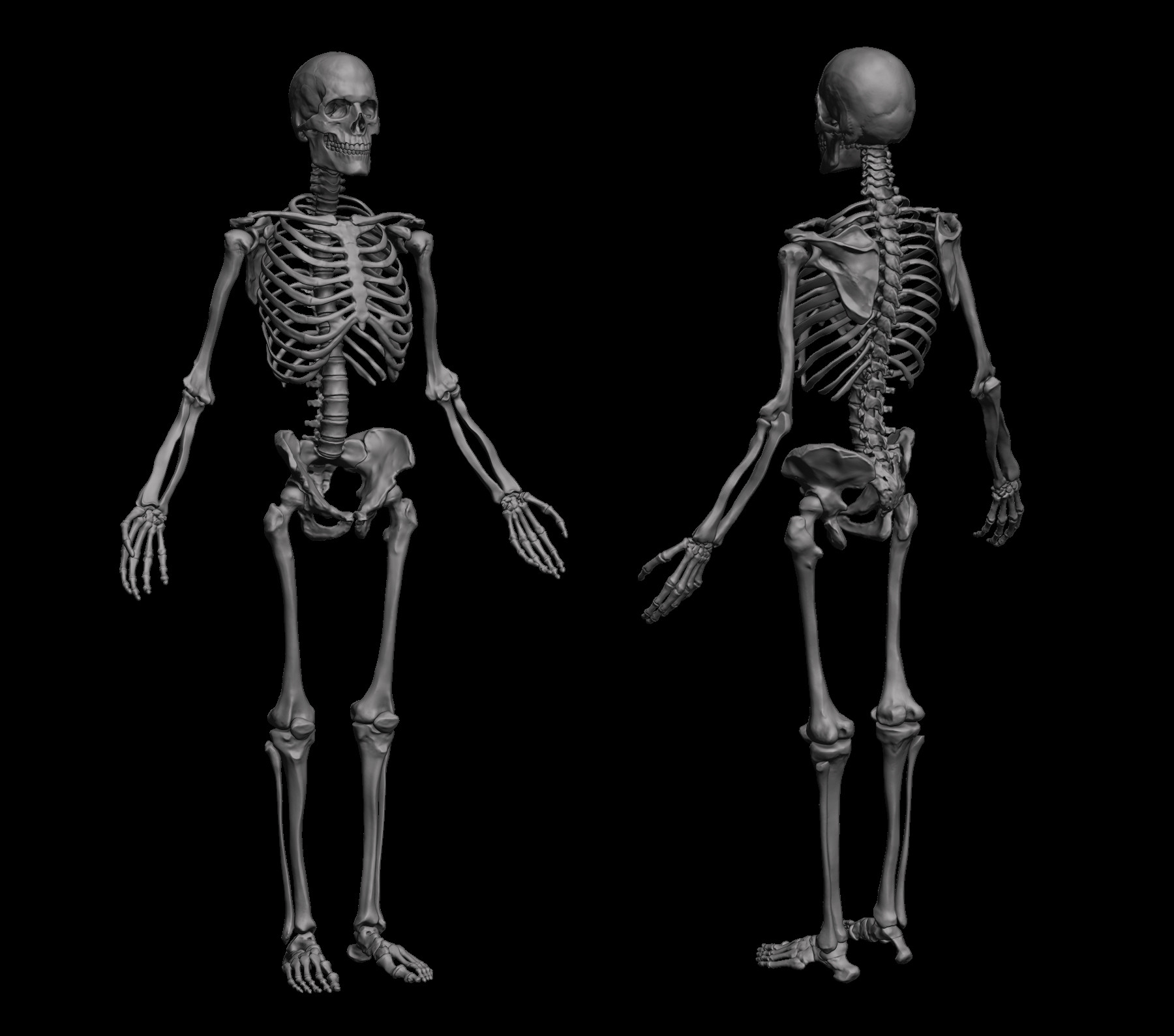 ArtStation Anatomical Human Skeleton Resources