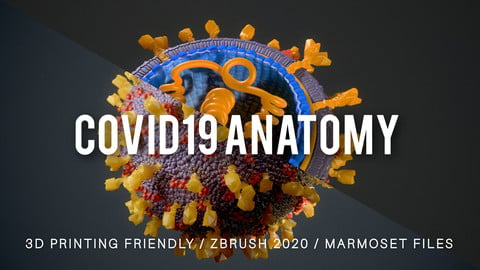 COVID19 Anatomy