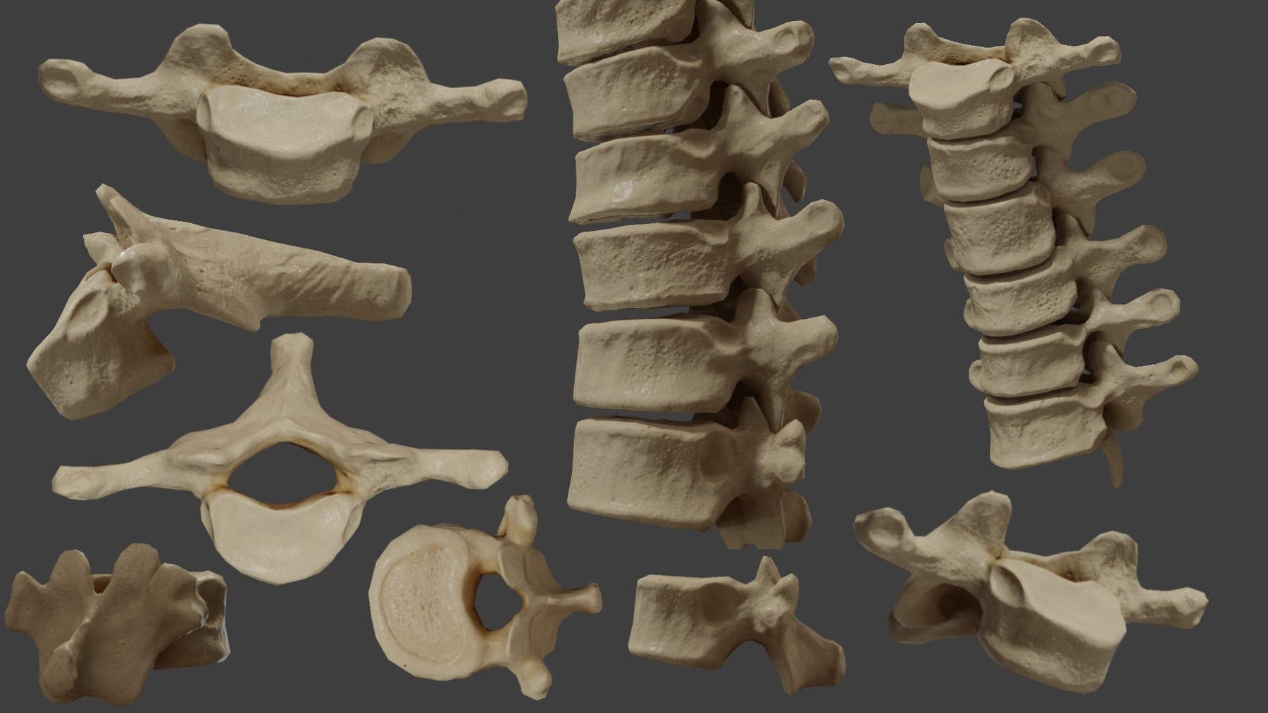 ArtStation - PBR Human Spine | Resources