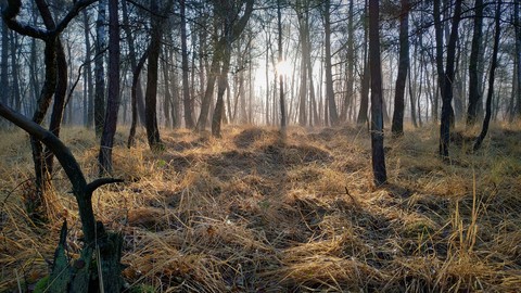 Photo References: European French Forests
