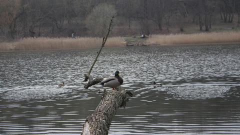 Forest Wlak 17.03.2020