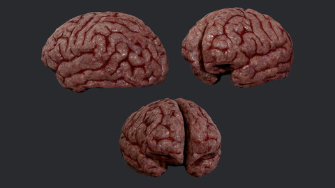 Human Brain Organ Game Ready 02