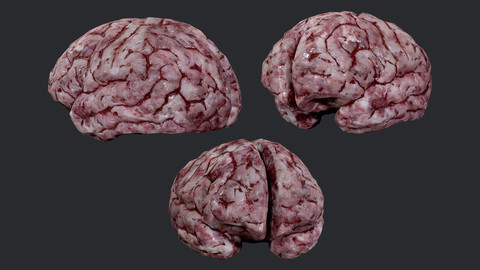 Human Brain Organ Game Ready 05