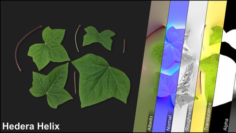 Photometric Scan Vegetation - Hedera Helix - Leaves Kit 1