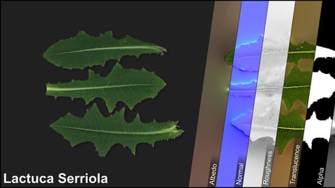 Photometric Scan Vegetation - Lactuca Serriola - Leaves Kit 1