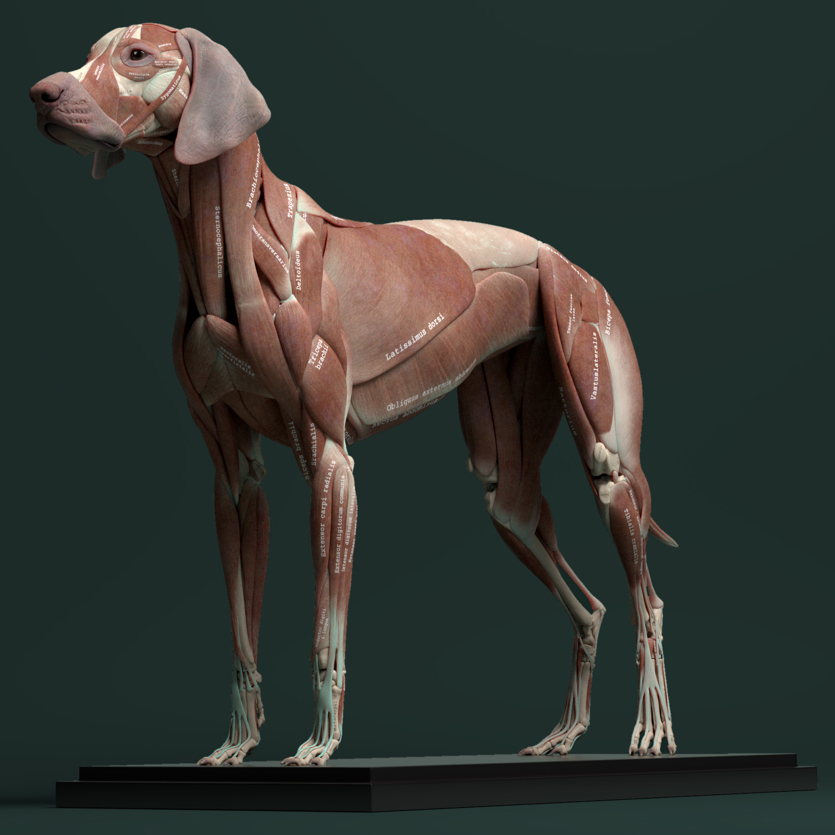 ArtStation Canine Anatomy Model Resources