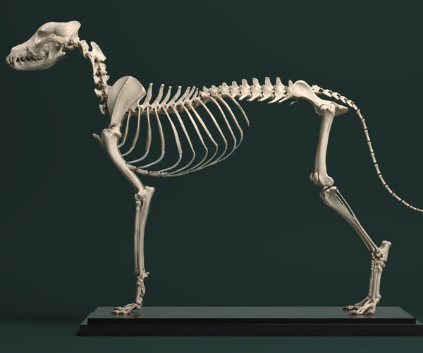 ArtStation - Canine Anatomy Model | Resources