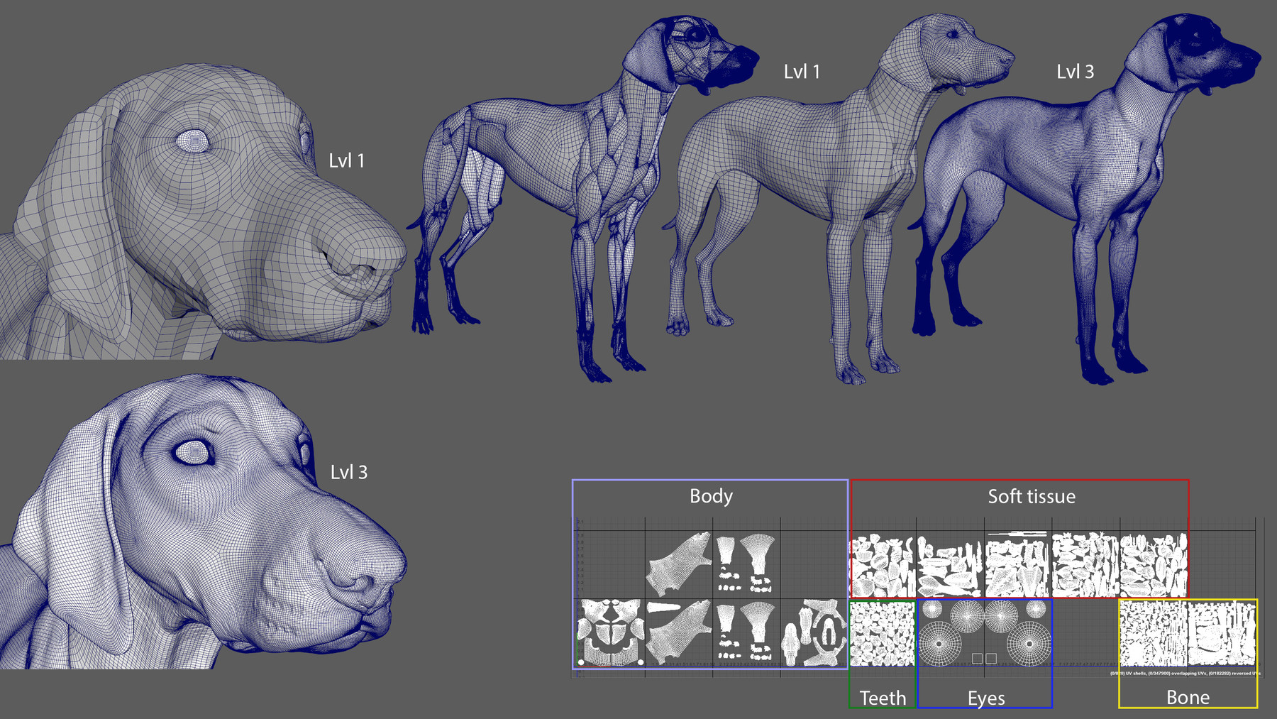 ArtStation - Canine Anatomy Model | Resources