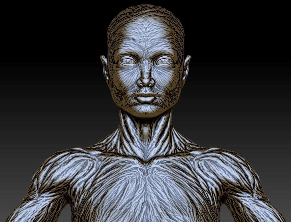 adding muscle definition zbrush