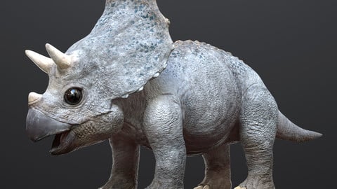 Triceratops Baby Low-poly 3D Rigged model