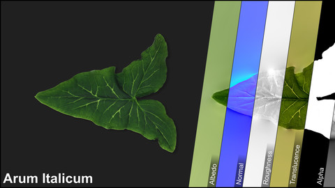 Photometric Scan Vegetation - Arum Italicum - Leaf 1