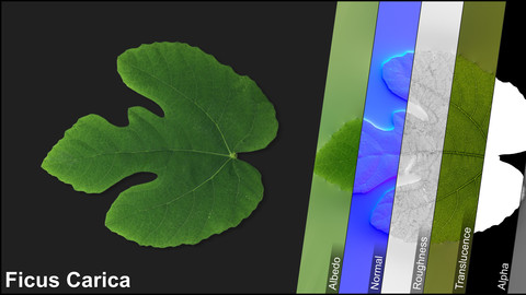 Photometric Scan Vegetation - Ficus Carica - Leaf 1