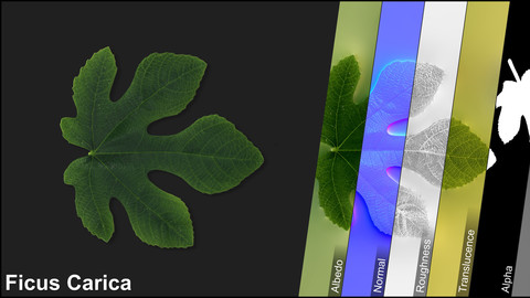 Photometric Scan Vegetation - Ficus Carica - Leaves Kit 1